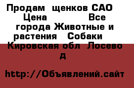 Продам ,щенков САО. › Цена ­ 30 000 - Все города Животные и растения » Собаки   . Кировская обл.,Лосево д.